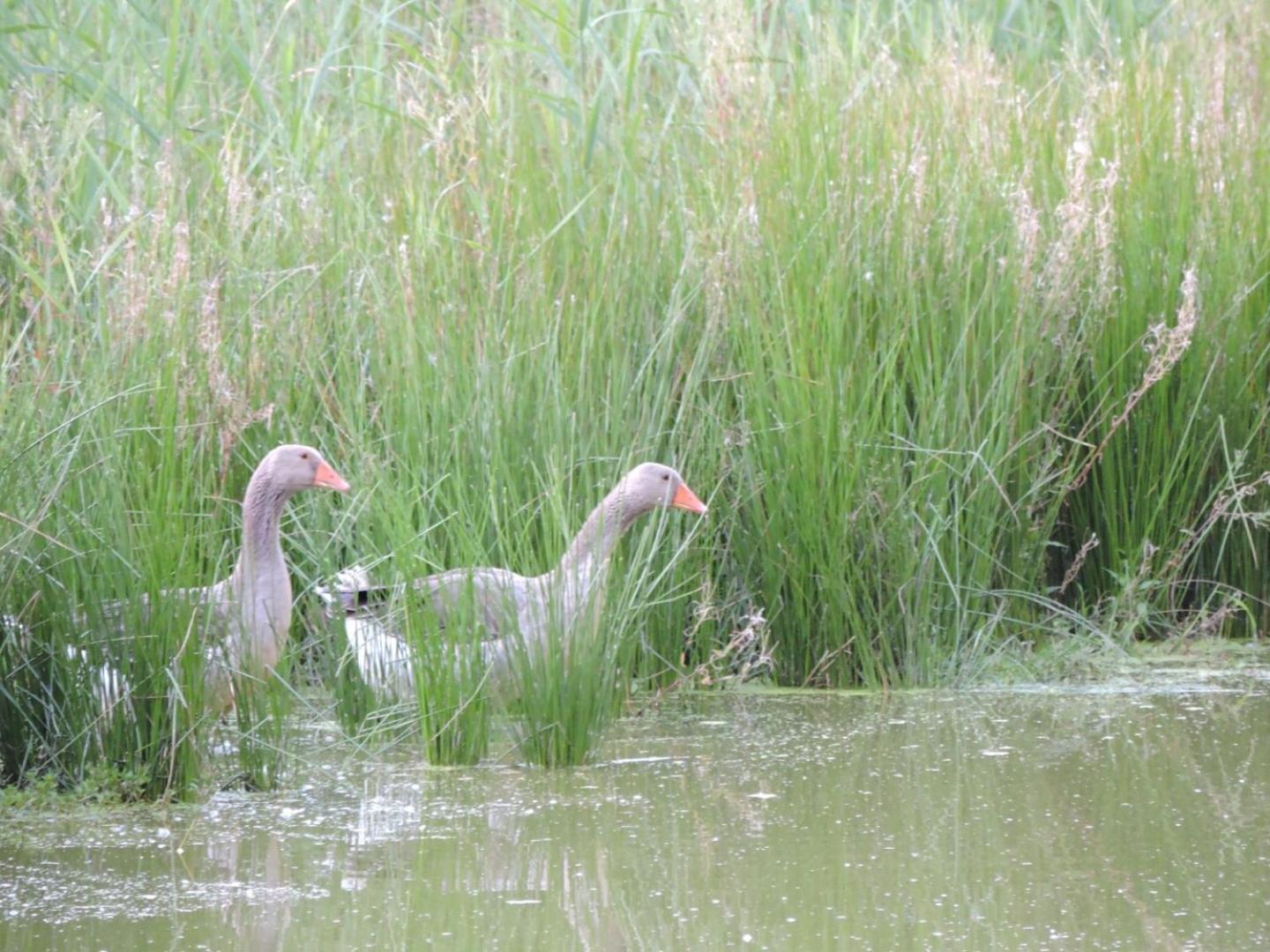Espace Nature Studio Independant Proche Du Parc Des Oiseaux Sainte-Olive Ngoại thất bức ảnh