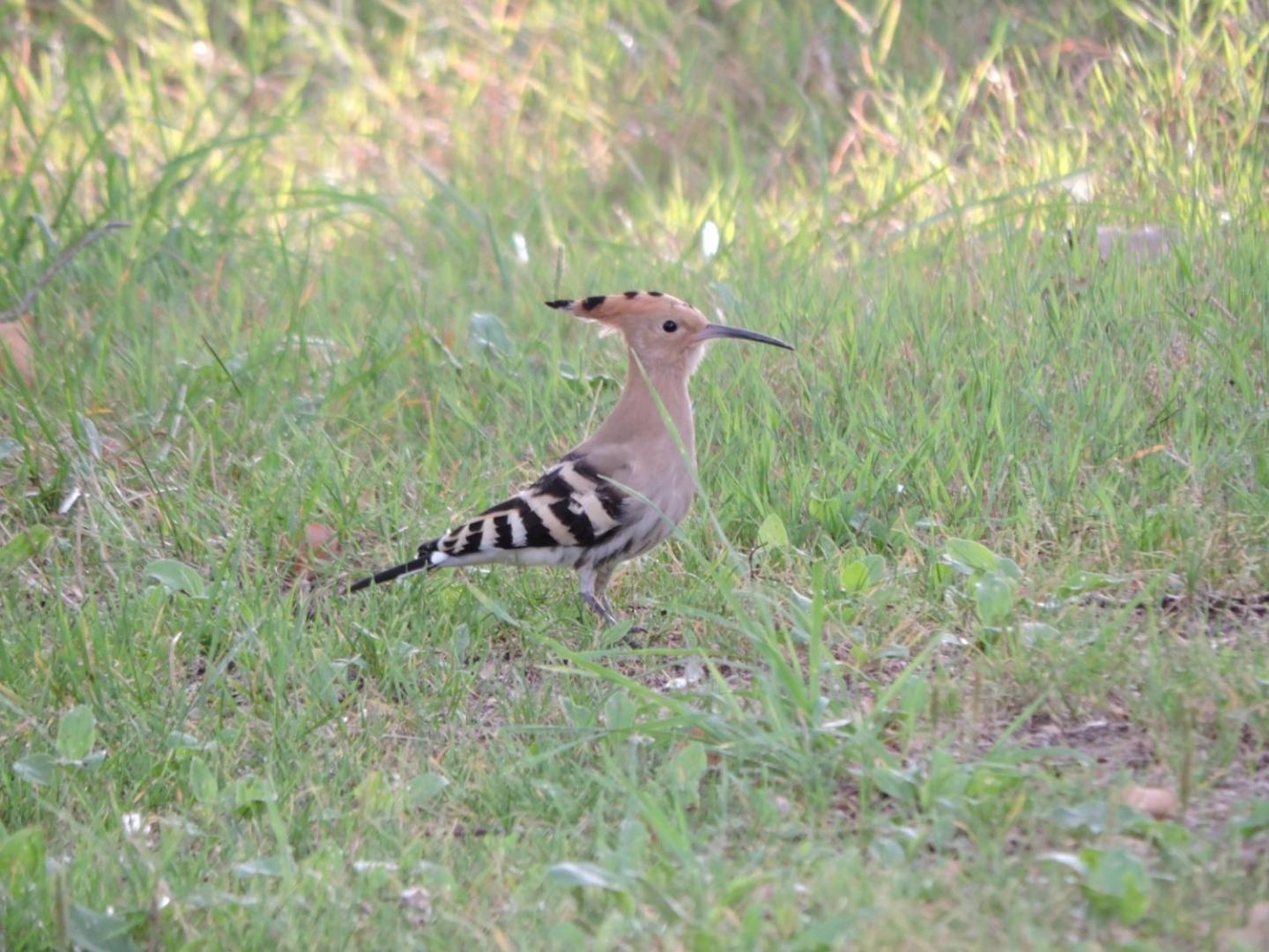 Espace Nature Studio Independant Proche Du Parc Des Oiseaux Sainte-Olive Ngoại thất bức ảnh